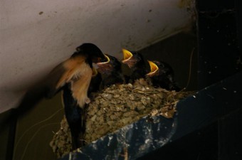 Zwaluw nest